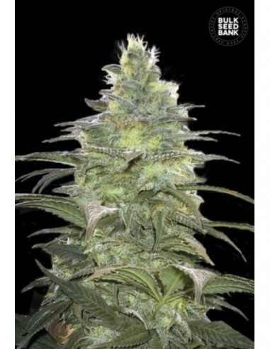 5 UND FEM - BLUEBERRY BERRY 