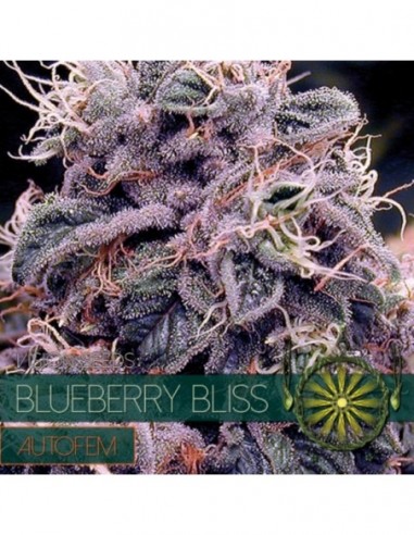 5 UND FEM - BLUEBERRY BLISS AUTOFLOWERING (ETIQUETA FRANCESA) - VISION SEEDS 5 UND FEMINIZADAS