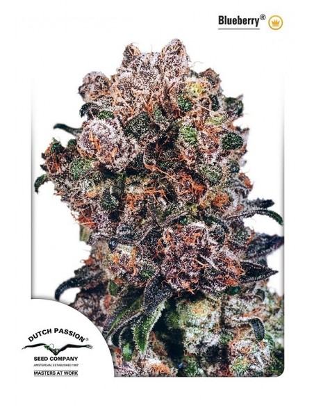 3 UND FEM - BLUEBERRY ® 