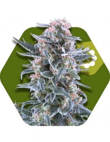 10 UND FEM - BLUEBERRY-AUTO 