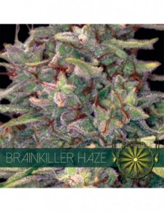 5 UND FEM - BRAINKILLER HAZE (ETIQUETA FRANCESA) 