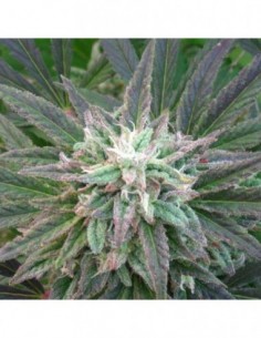 5 UND REG - BRAINS ESCAPE 