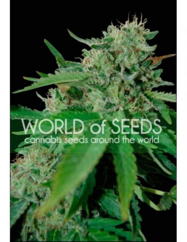 10 UND REG - BRAZIL AMAZONIA WOS  WORLD OF SEEDS 10 UND REG