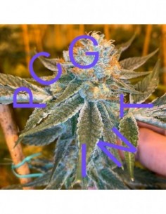 3 UND FEM - BRRR BERRY OG X STRAWNANA   PURPLE CITY GENETICS 3 FEMINIZADAS