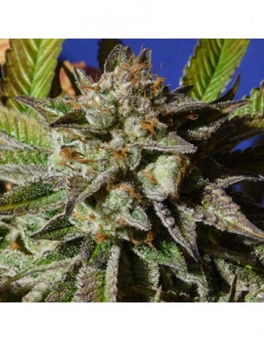 10 UND FEM - BRUCE COOKIES 