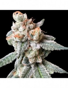 6 UND FEM - BT7   DNA GENETICS FEMINIZADA 6 UND