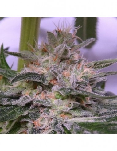 1 UND FEM - BUBBA HASH - ACE SEEDS 1 UND FEMINIZADA