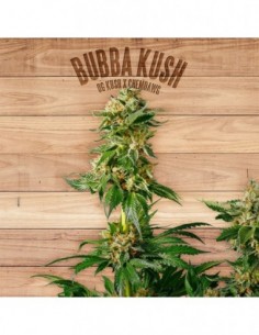 3 UND FEM - BUBBA KUSH 