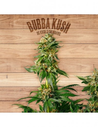 3 UND FEM - BUBBA KUSH 