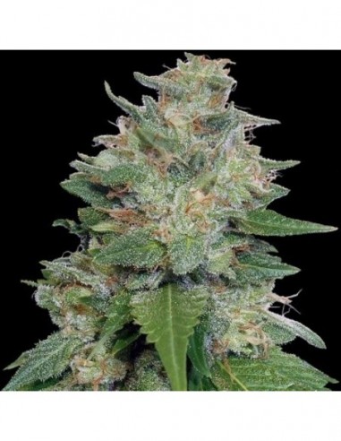 5 UND FEM - BUBBA KUSH X KALI CHINA 