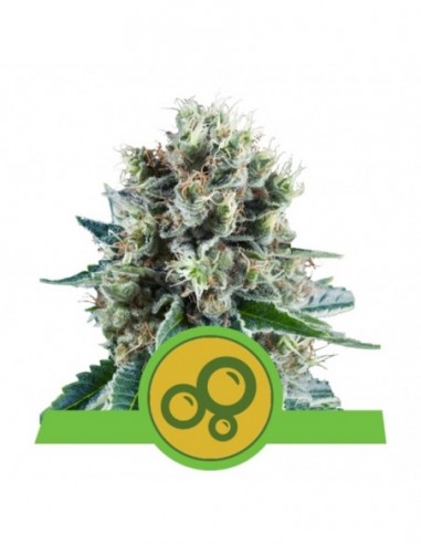 3 UND FEM - BUBBLE KUSH AUTOMATIC 