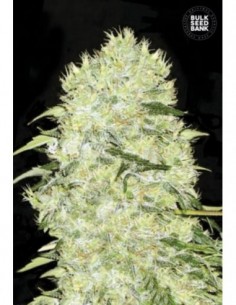 100 UND FEM - BUBBLEGUM EXTRA 