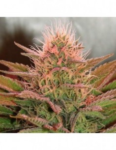 3 UND FEM - BUBBLELICIOUS * NIRVANA 3 UND FEMINIZADAS