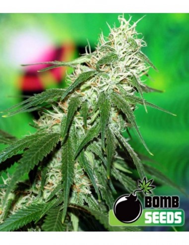 10 UND FEM - BUZZ BOMB 