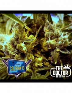 25 UND FEM - CALIFA  13 