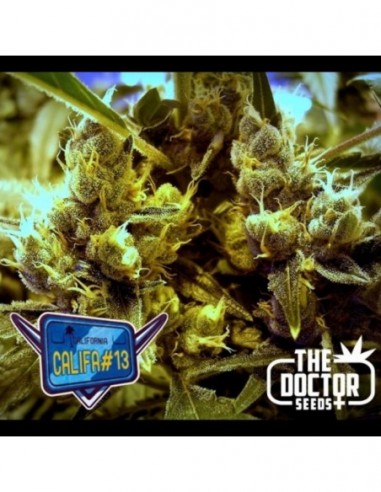 25 UND FEM - CALIFA  13 