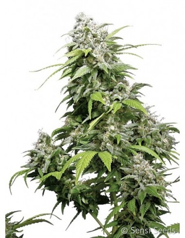 3 UND FEM - CALIFORNIA INDICA ® 