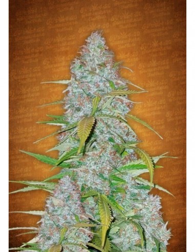 5 UND FEM - CALIFORNIAN SNOW 