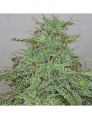 5 UND FEM - CANDY FRUIT AUTO * V ELEMENTUM 5 UND FEMINIZADAS