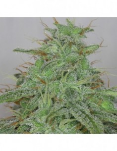 1 UND FEM - CANDY FRUIT AUTO * V ELEMENTUM FEMINIZADA 1 UND