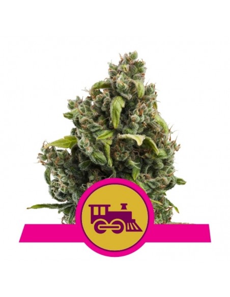 3 UND FEM - CANDY KUSH EXPRESS-FAST 
