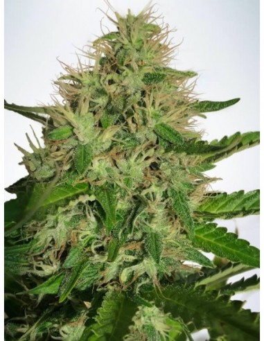 2 UND FEM - CANNABIS LIGHT 