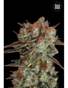 10 UND FEM - CARAMEL KING 