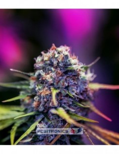 5 UND FEM - CBD+ CARAMELICE AUTO