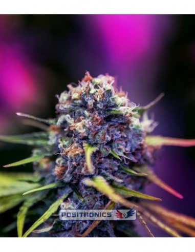 25 UND FEM - CARAMELICE CBD * POSITRONICS 25 UND FEMINIZADAS