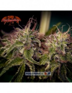 25 UND FEM - CARAMELICE * POSITRONICS 25 UND FEMINIZADAS