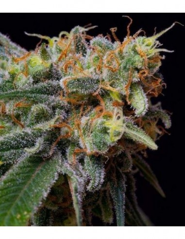 5 UND FEM - CARAMELICIOUS * THE BULLDOG SEEDS 5 UND FEM