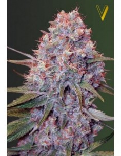 3 UND FEM - CARAMELINO 