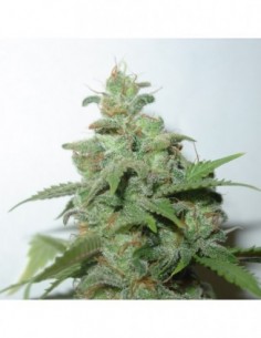 5 UND FEM - CARAMMELLA AUTO 