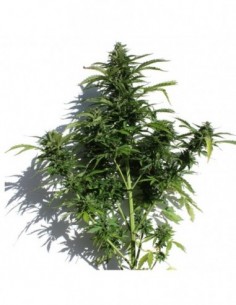 5 UND FEM - CASEUS AUTO 