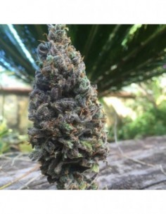 3 UND FEM - CBD AMNESIA 5 * CBD SEEDS 3 UND FEMINIZADA