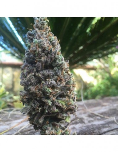 6 UND FEM - CBD AMNESIA 5 * CBD SEEDS 6 UND FEMINIZADA