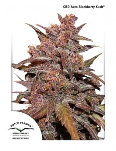 1 UND FEM - CBD AUTO BLACKBERRY KUSH ® 