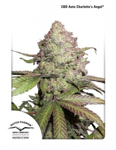 3 UND FEM - CBD AUTO CHARLOTTE'S ANGEL ® 