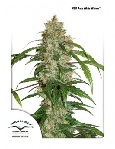 100 UND FEM - CBD AUTO WHITE WIDOW ® 