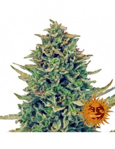 10 UND FEM - CBD BLUE SHARK * BARNEY'S FARM 10 UND FEMINIZADAS