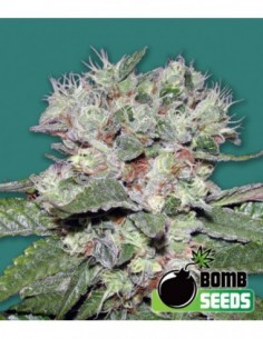 10 UND FEM - CBD BOMB 