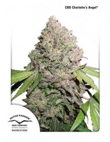 5 UND FEM - CBD CHARLOTTE'S ANGEL ® 