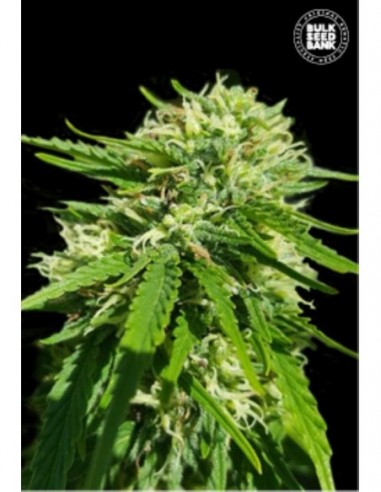 100 UND FEM - CBD GOOD WILD SHARK 