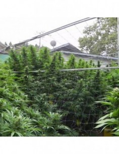 5 UND FEM - CBD INDICA MIX * CBD CREW SEEDS 5 UND FEMINIZADAS