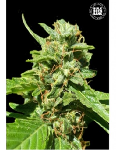 5 UND FEM - CBD NEPAL GOLD 