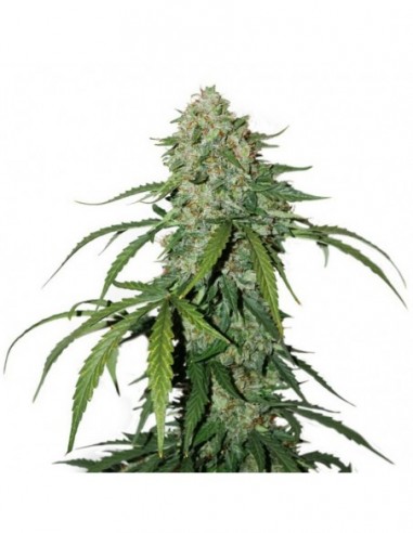 1 UND FEM - CBD 1:1 SILVER LIME HAZE AUTO 