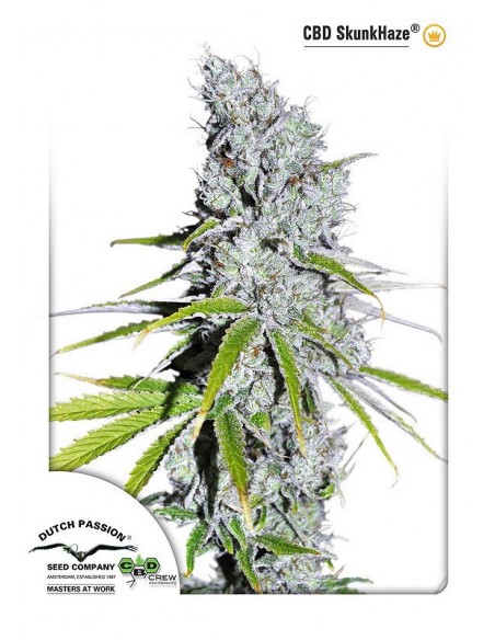 3 UND FEM - CBD SKUNK HAZE ® 