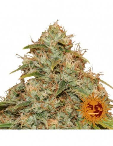 10 UND FEM - CBD LEMON POTION AUTO * BARNEY'S FARM 10 UND FEMINIZADAS