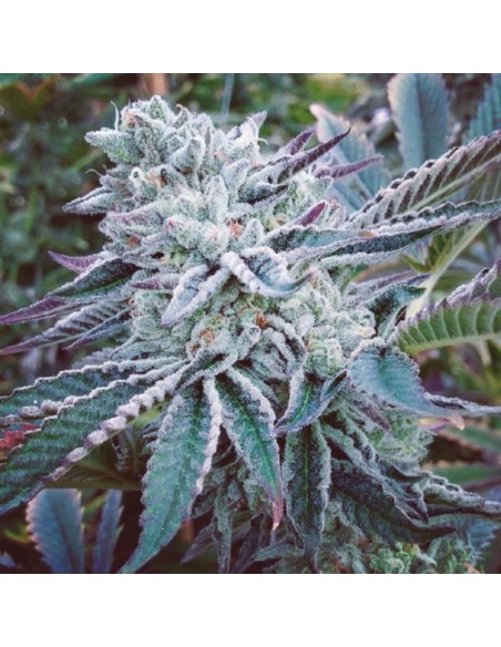 3 UND FEM - CHEESE CAKE COOKIES 