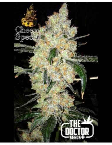 10 UND FEM - CHEESE SPECIAL 